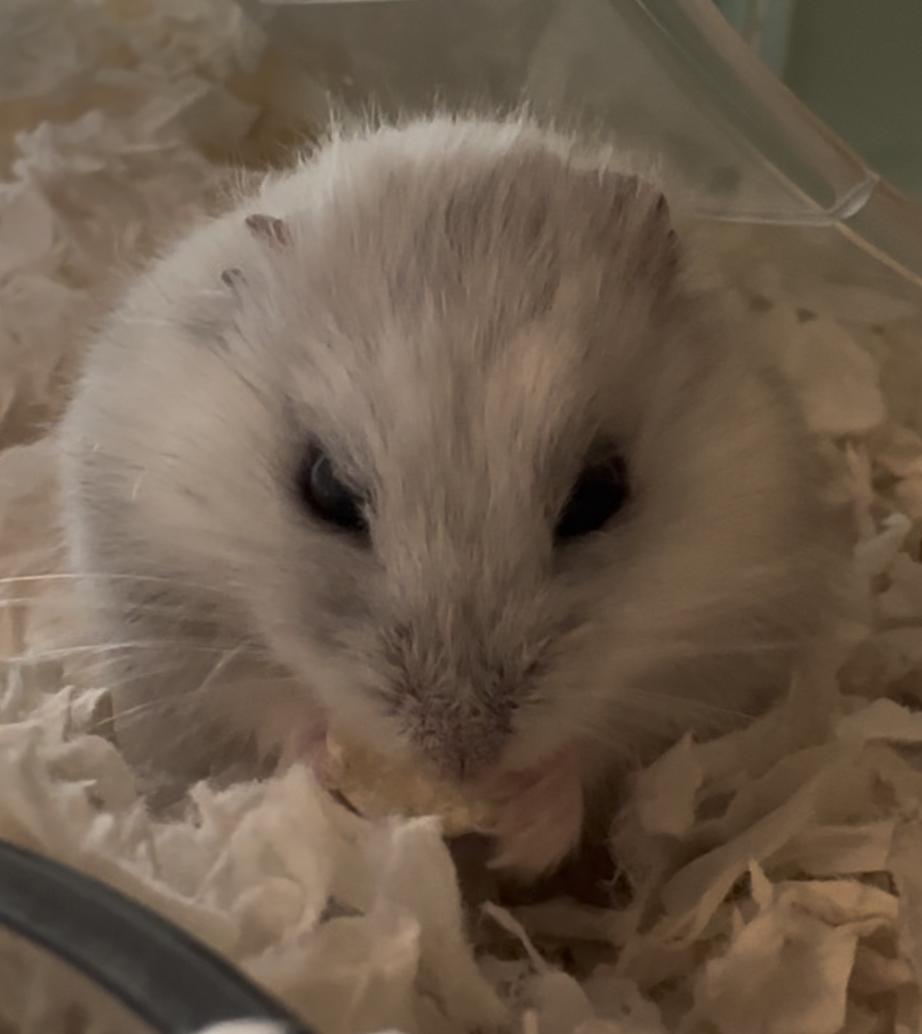Enlarge Sam, a ADOPTABLE Dwarf Hamster in Minneapolis, MN image 5/5