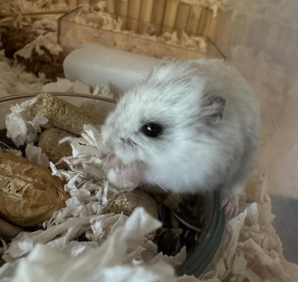 Enlarge Sam, a ADOPTABLE Dwarf Hamster in Minneapolis, MN image 4/5