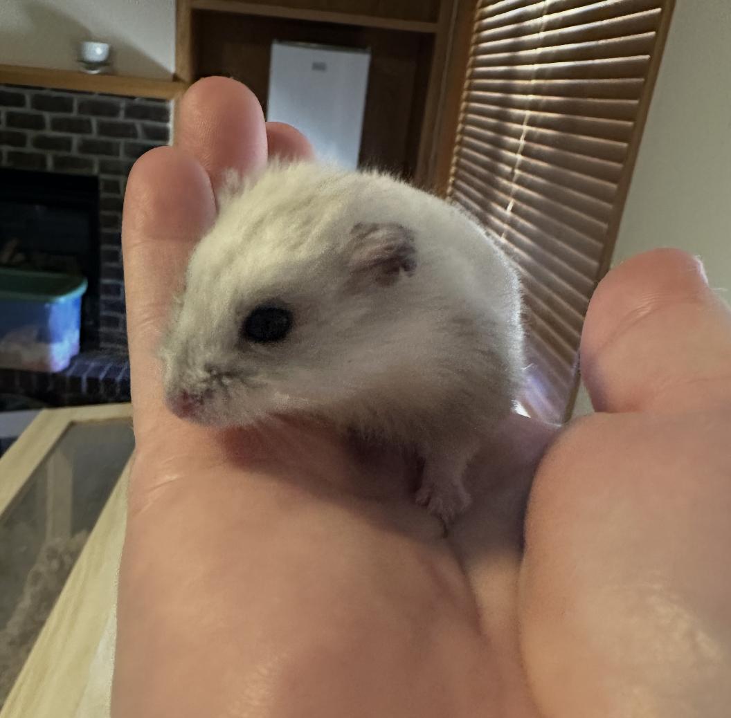Sam, ADOPTABLE, Young Male Dwarf Hamster.