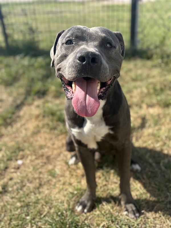 Taz, Adoptable, Young Male Staffordshire Bull Terrier.