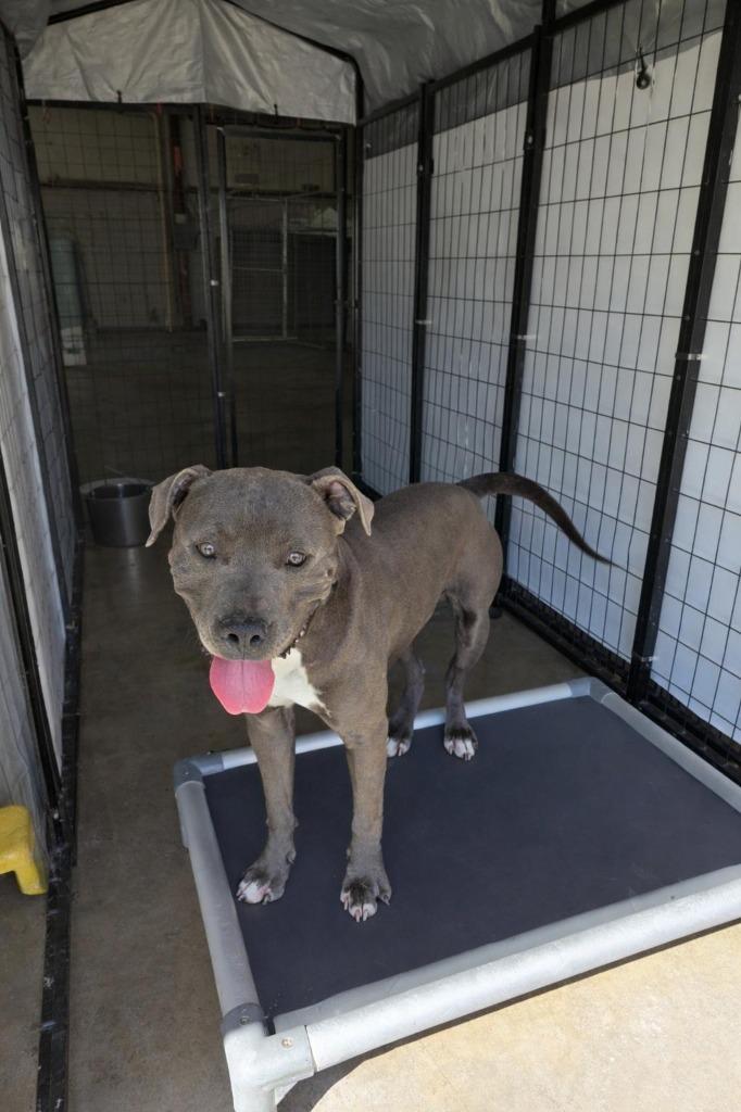 Enlarge Taz, a Adoptable Staffordshire Bull Terrier in Red Oak, TX image 2/2