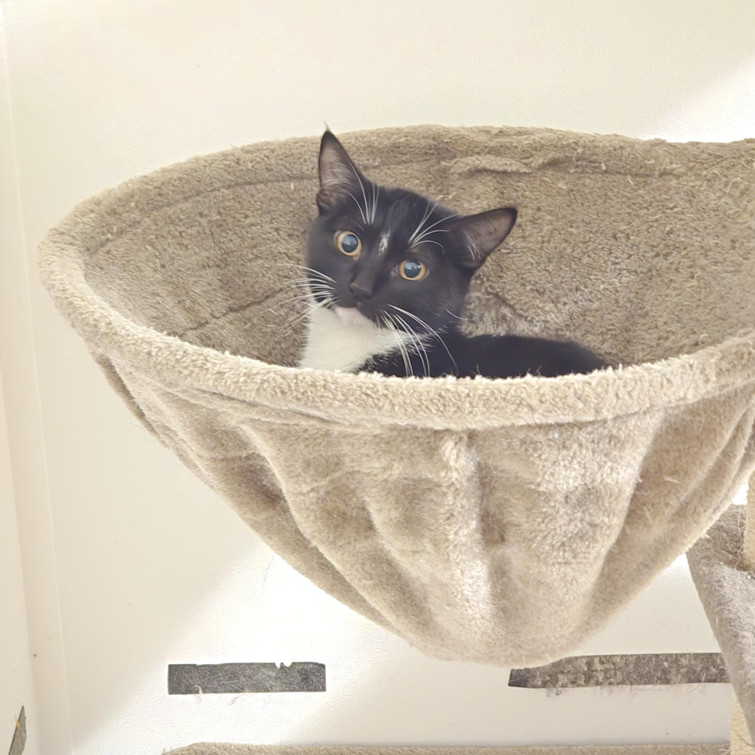 Buzz 2, ADOPTABLE, Kitten Female Tuxedo.