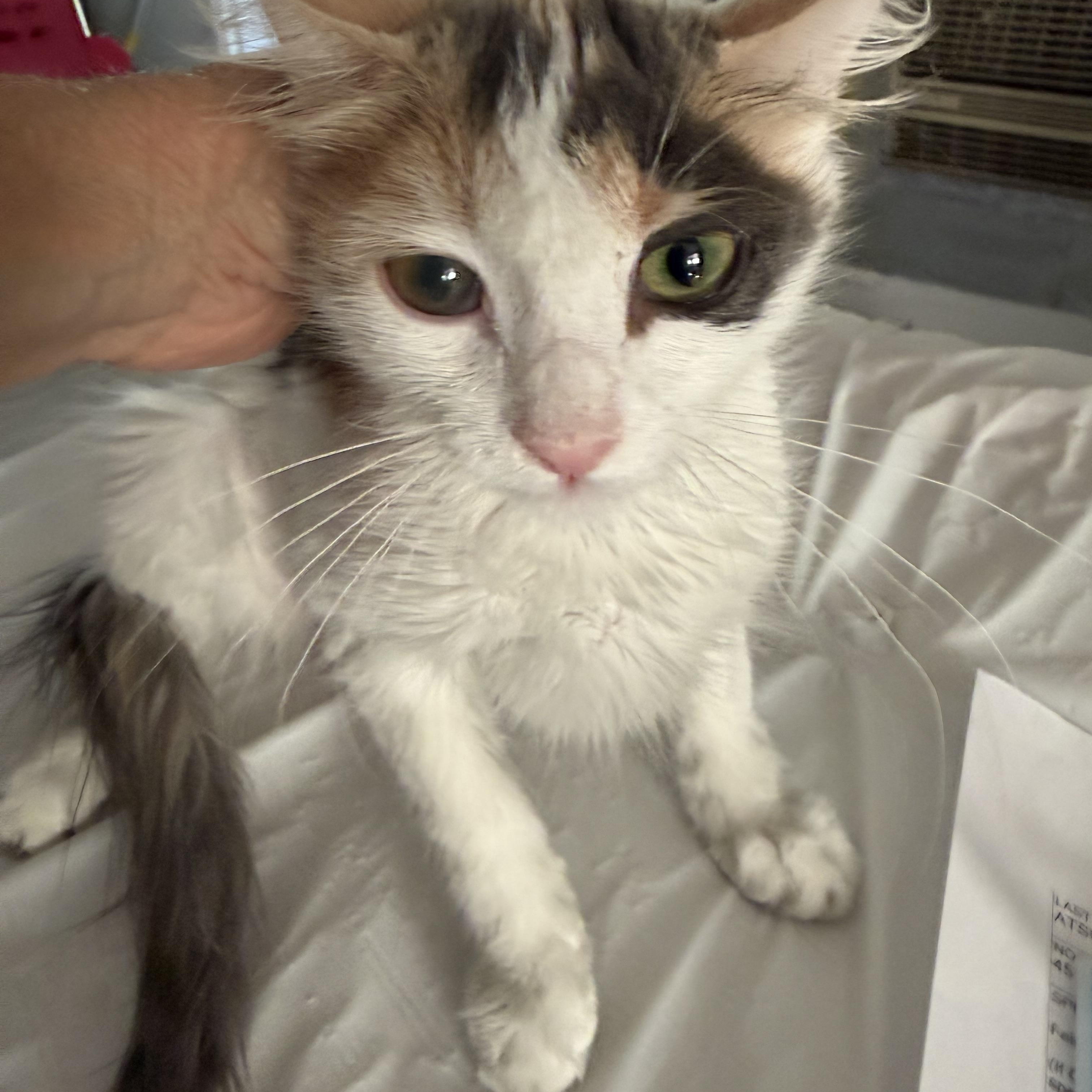 Bippity Bap, ADOPTABLE, Kitten Female Calico.