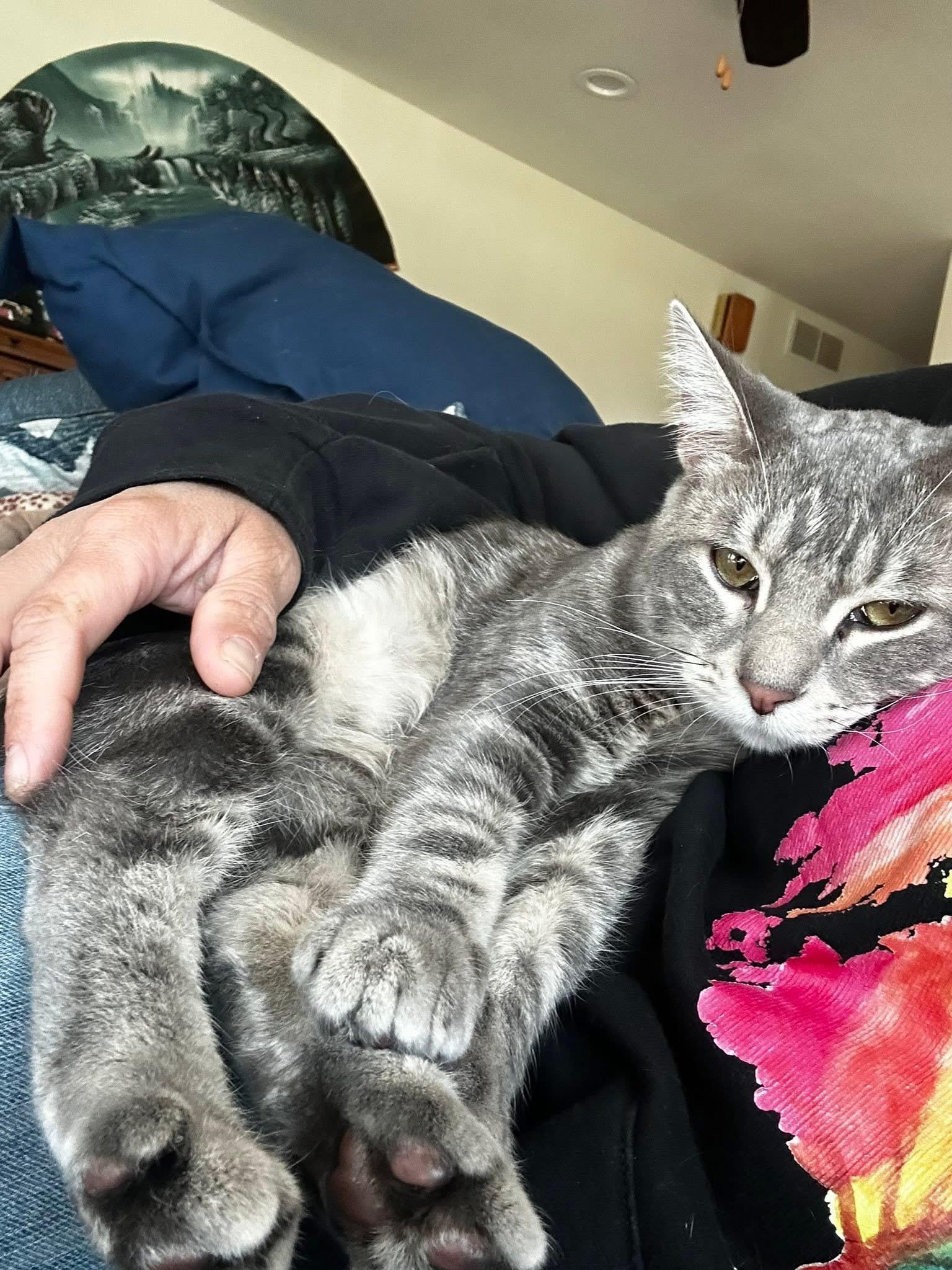 Smokey, Adopted, Young Male Domestic Short Hair.