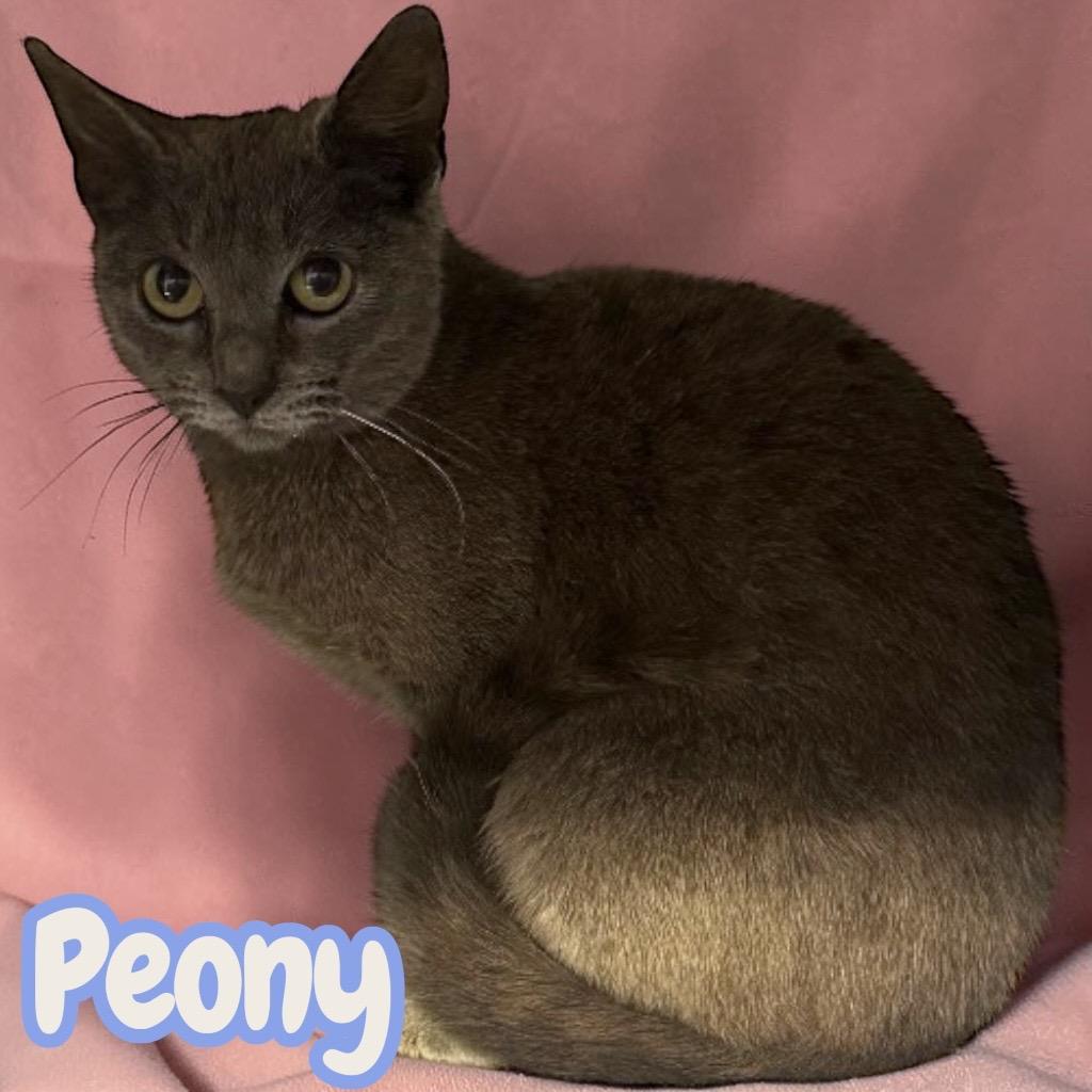 Enlarge Peony, a Adopted Domestic Short Hair in Sorrento, LA image 1/2