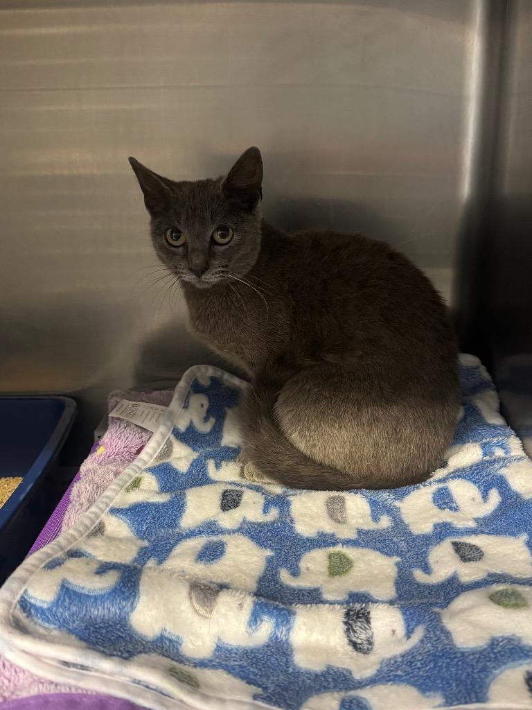 Enlarge Peony, a Adopted Domestic Short Hair in Sorrento, LA image 2/2