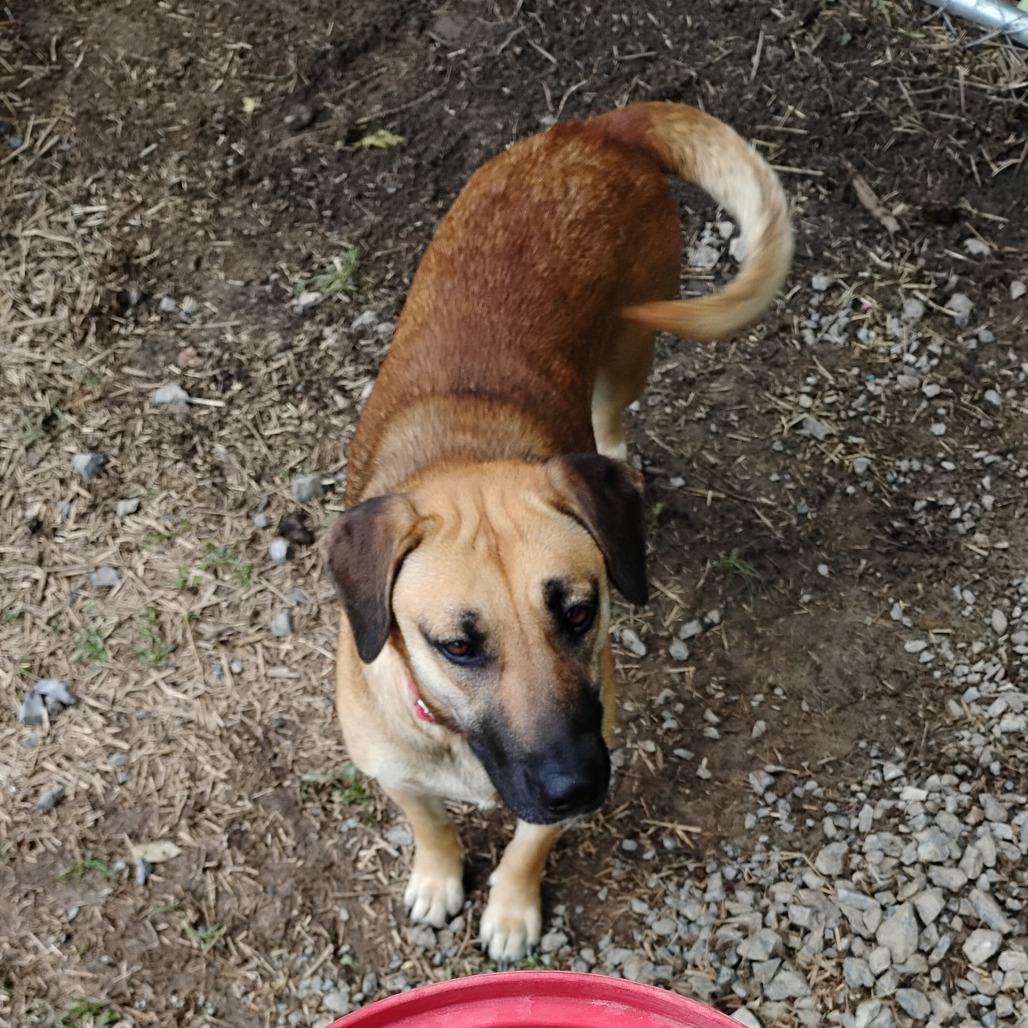 Rhea, Adoptable, Adult Female Mixed Breed.