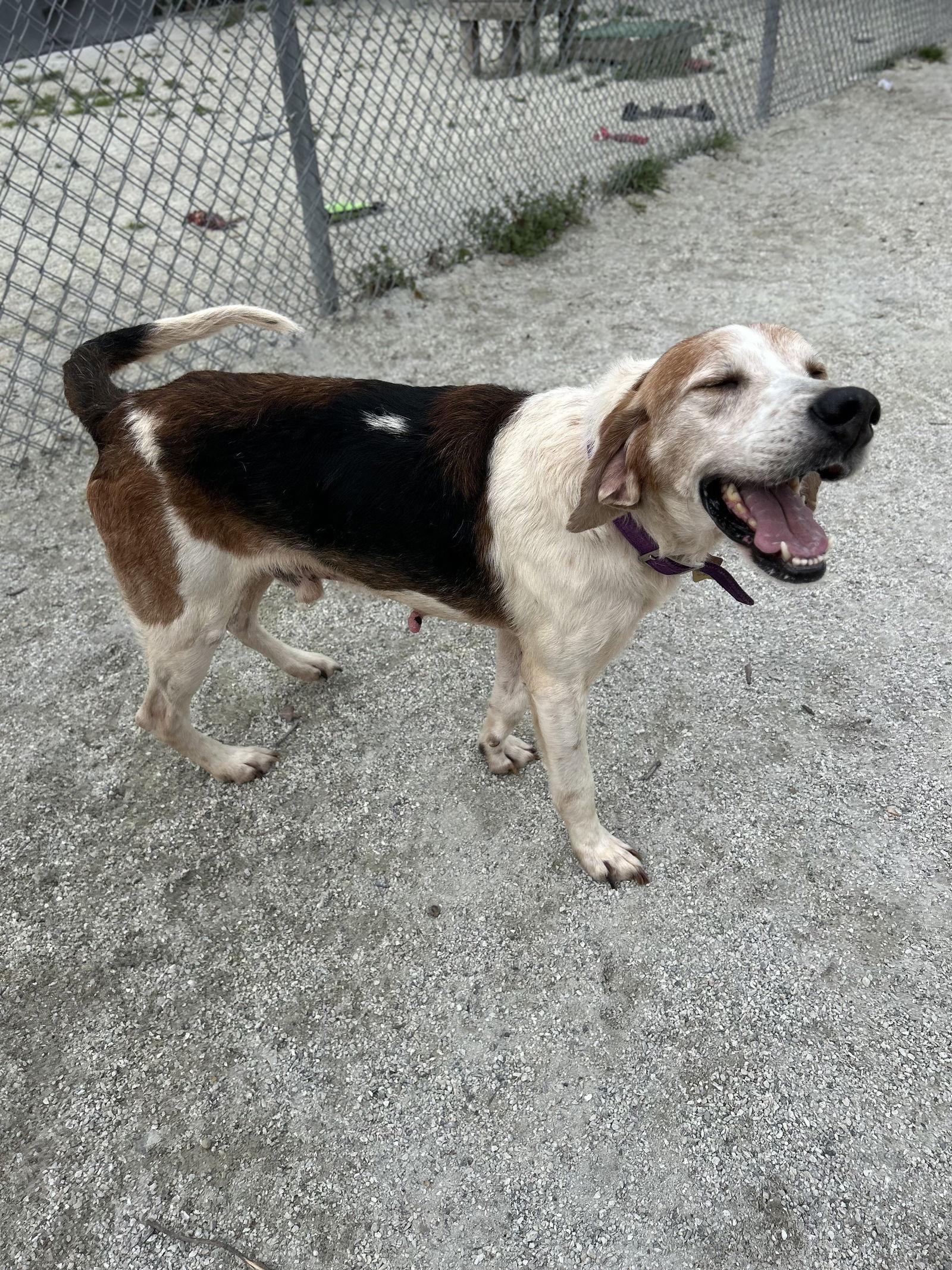 GUS, a Adoptable Treeing Walker Coonhound in Norfolk, VA image 1/3