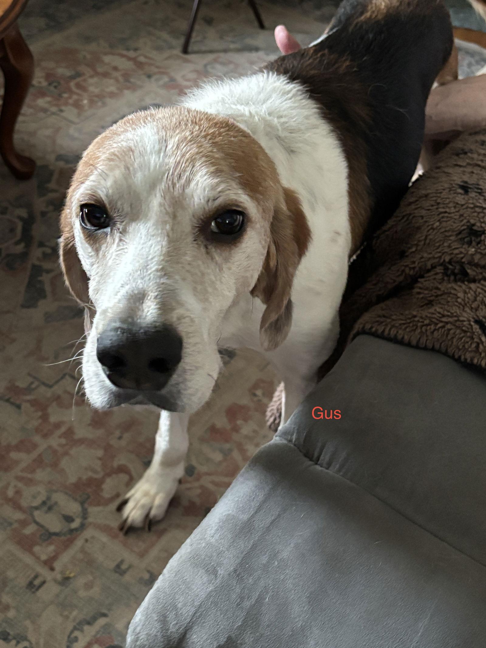 GUS, a Adoptable Treeing Walker Coonhound in Norfolk, VA image 2/3