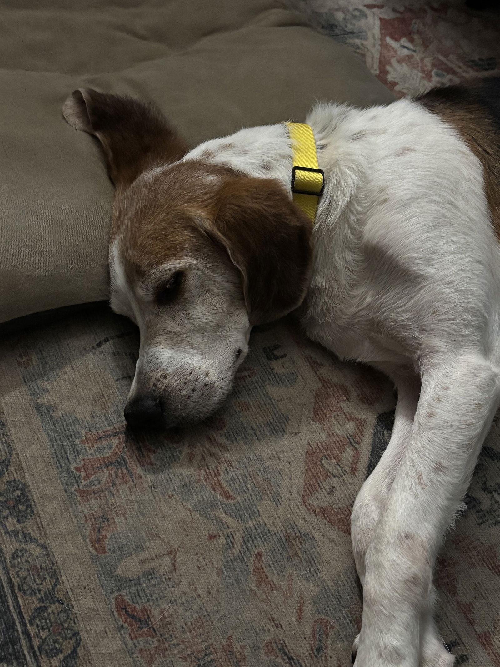 GUS, a Adoptable Treeing Walker Coonhound in Norfolk, VA image 3/3