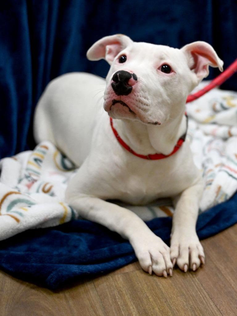 Enlarge Coconut, a Adoptable Pit Bull Terrier in Christiansburg, VA image 1/1