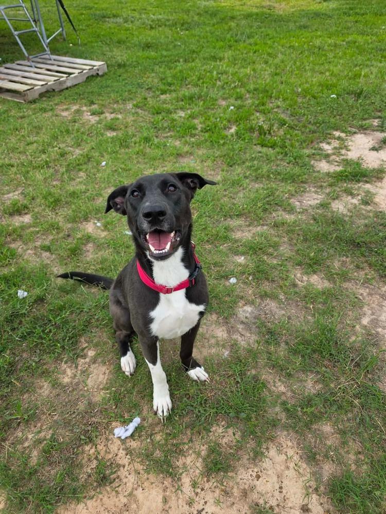 Enlarge Swiss, a Adoptable mixed breed in Sealy, TX image 1/6