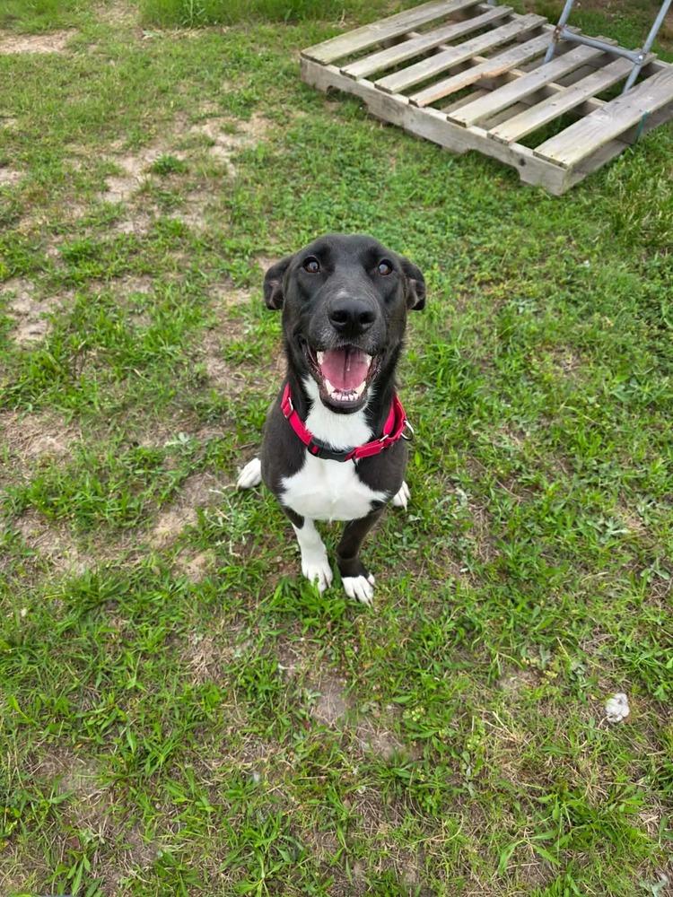 Enlarge Swiss, a Adoptable mixed breed in Sealy, TX image 2/6