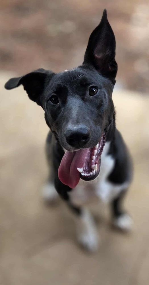 Enlarge Swiss, a Adoptable mixed breed in Sealy, TX image 1/6