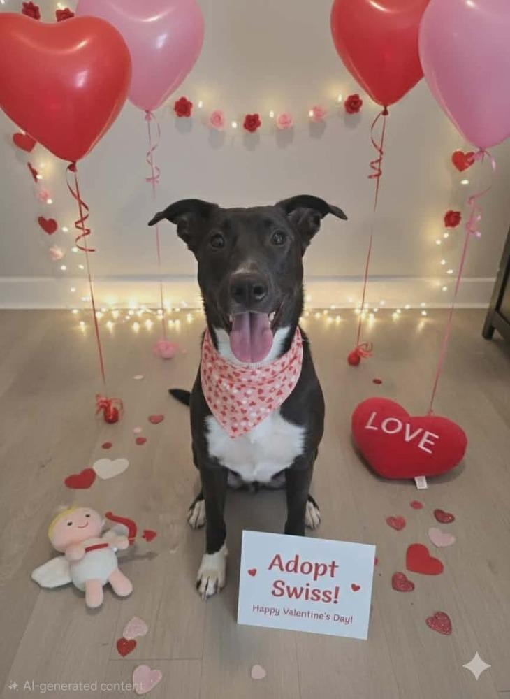 Enlarge Swiss, a Adoptable mixed breed in Sealy, TX image 2/6