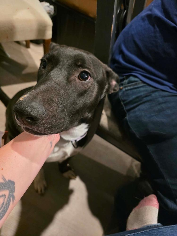 Enlarge Swiss, a Adoptable mixed breed in Sealy, TX image 3/6