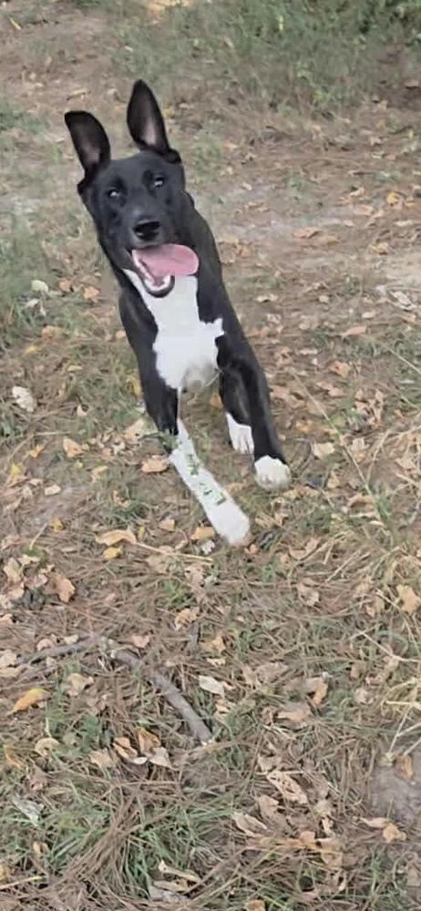 Enlarge Swiss, a Adoptable mixed breed in Sealy, TX image 4/6