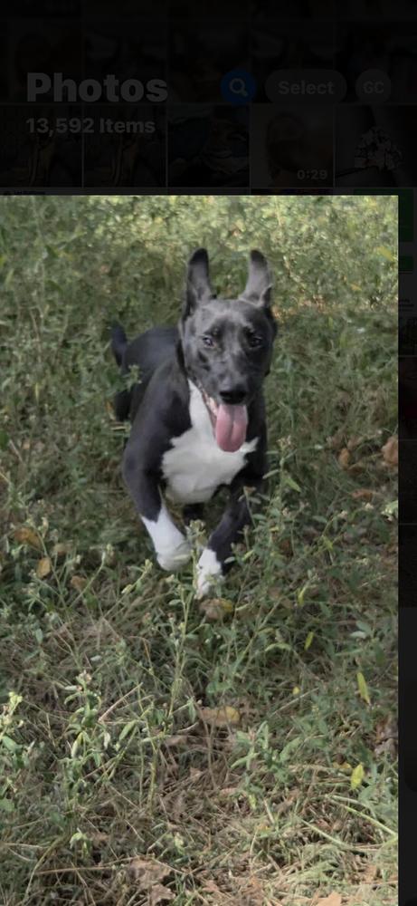 Enlarge Swiss, a Adoptable mixed breed in Sealy, TX image 5/6