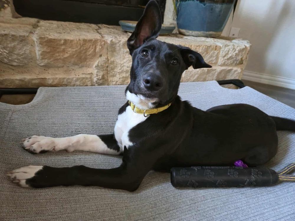 Enlarge Swiss, a Adoptable mixed breed in Sealy, TX image 6/6