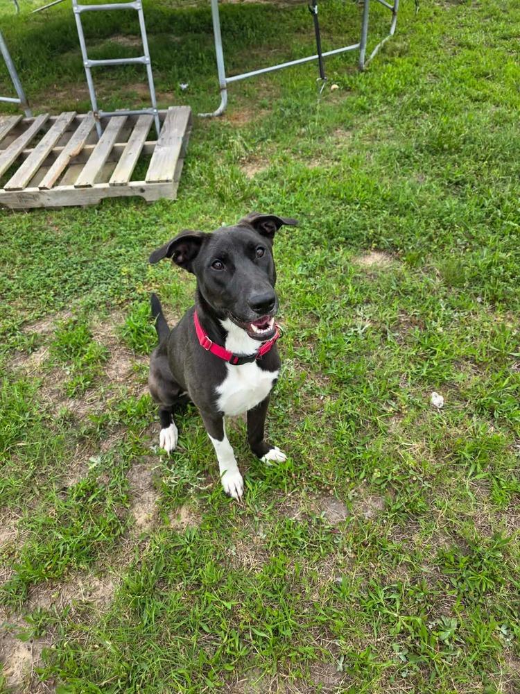 Enlarge Swiss, a Adoptable mixed breed in Sealy, TX image 4/6