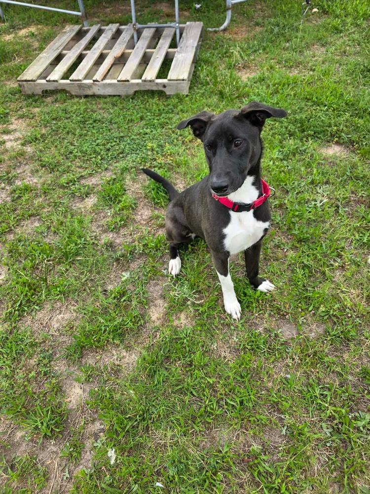 Enlarge Swiss, a Adoptable mixed breed in Sealy, TX image 5/6