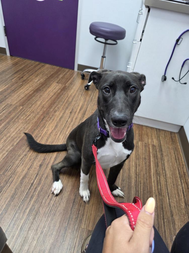 Enlarge Swiss, a Adoptable mixed breed in Sealy, TX image 6/6