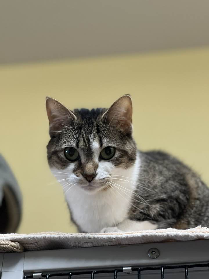 Betty, an adoptable Domestic Short Hair in Saranac Lake, NY, 12983 | Photo Image 4