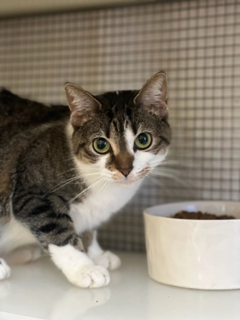 Betty, an adoptable Domestic Short Hair in Saranac Lake, NY, 12983 | Photo Image 3