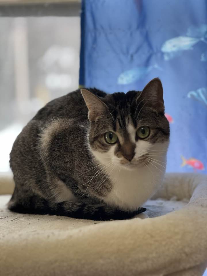 Betty, Adult Female Domestic Short Hair
