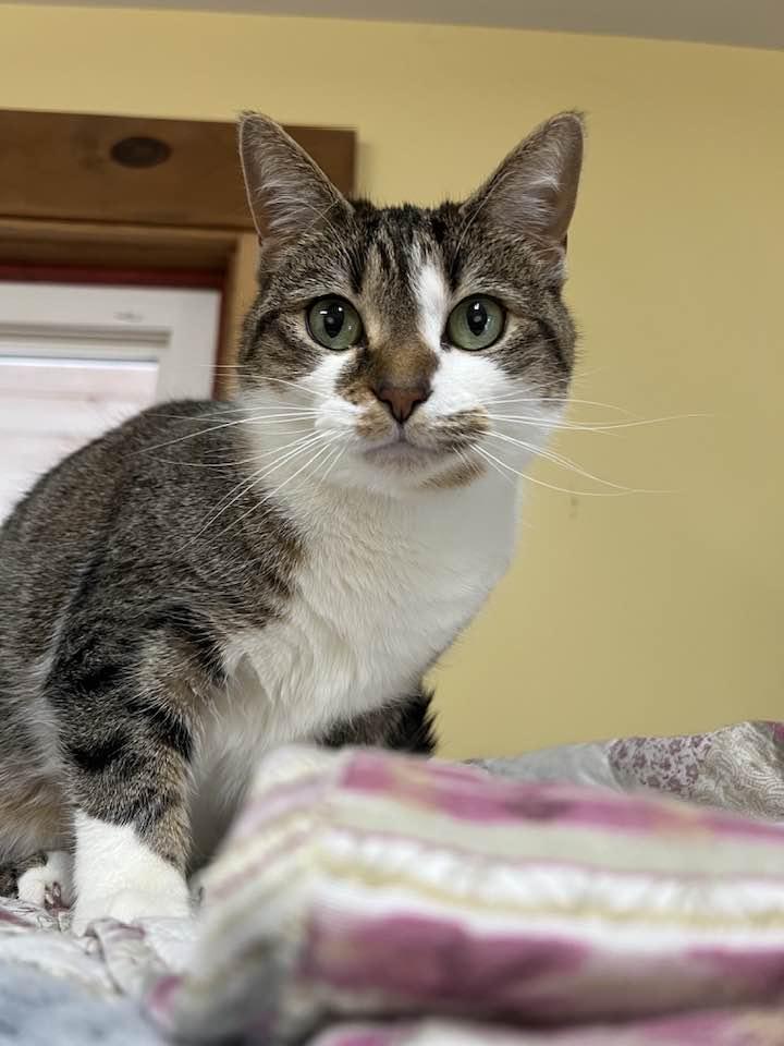 Betty, an adoptable Domestic Short Hair in Saranac Lake, NY, 12983 | Photo Image 1