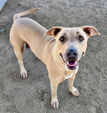 Beautiful - LONGTIME RESIDENT, Adoptable, Adult Female Pit Bull Terrier & Labrador Retriever.