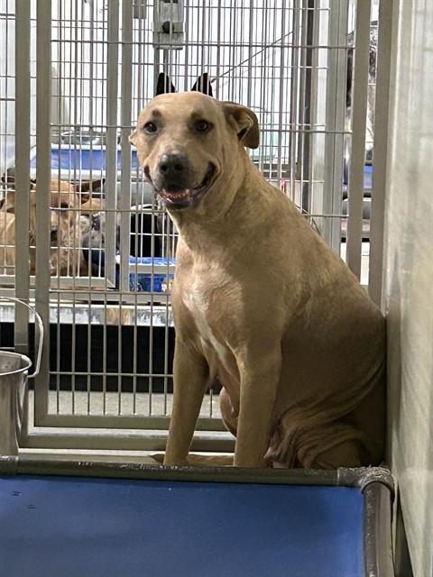 Enlarge Beautiful - LONGTIME RESIDENT, a Adoptable mixed breed in Thousand Oaks, CA image 2/2