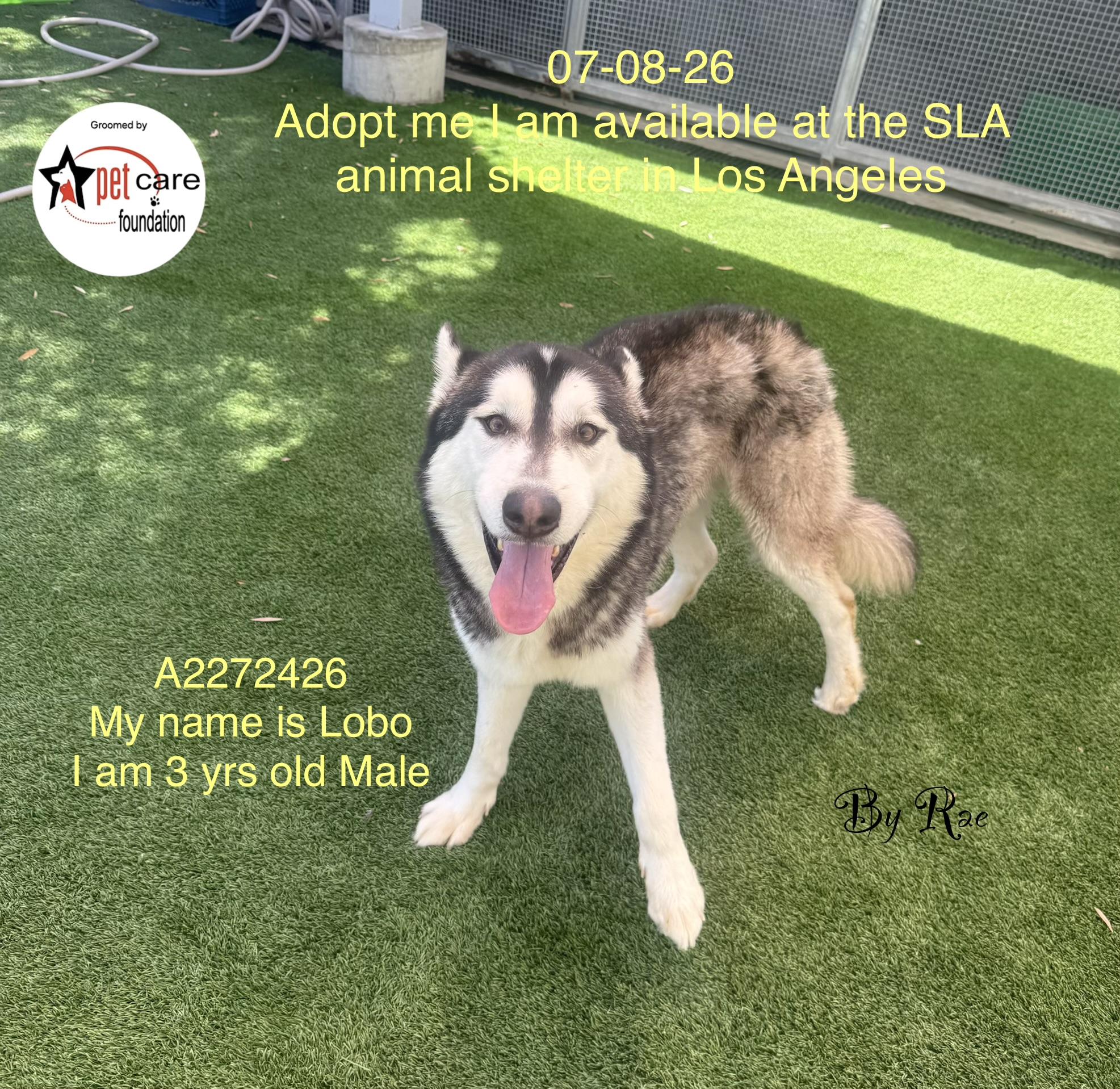 LOBO, Adoptable, Adult Male Siberian Husky.