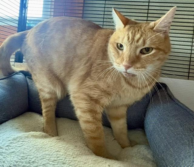 Enlarge Moonglow, a Adoptable mixed breed in Breinigsville, PA image 1/2