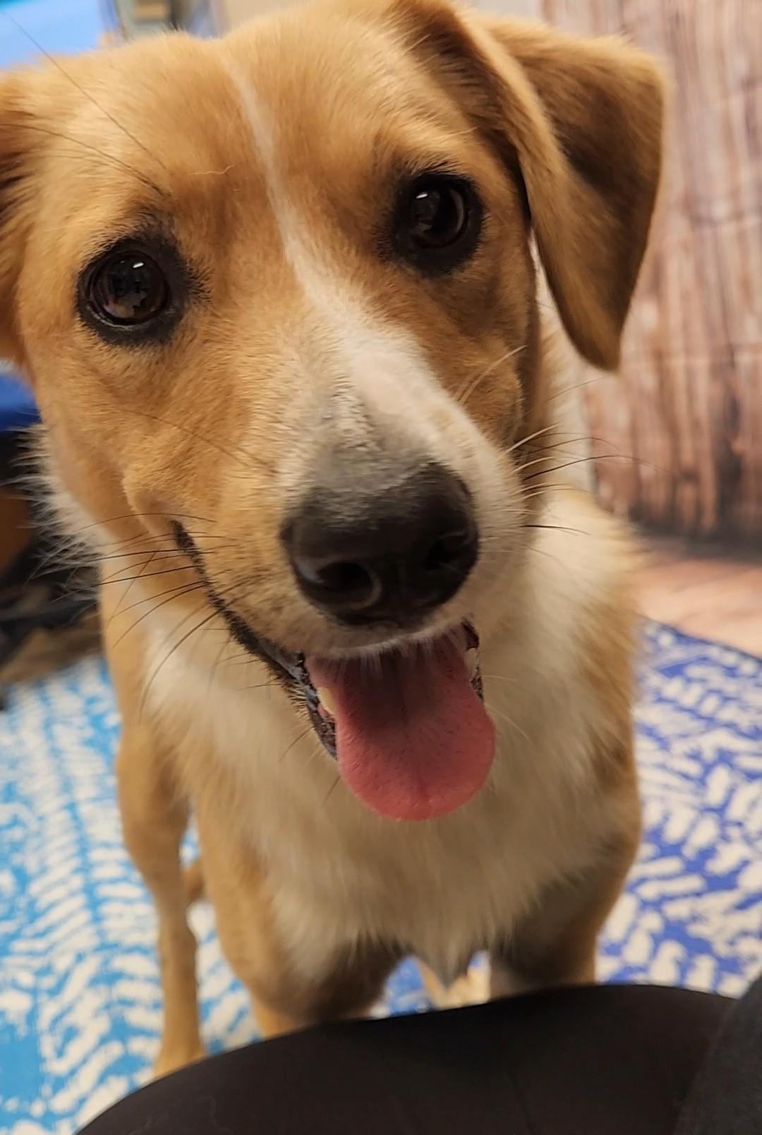 Toto, adopted, Young Female Cattle Dog.