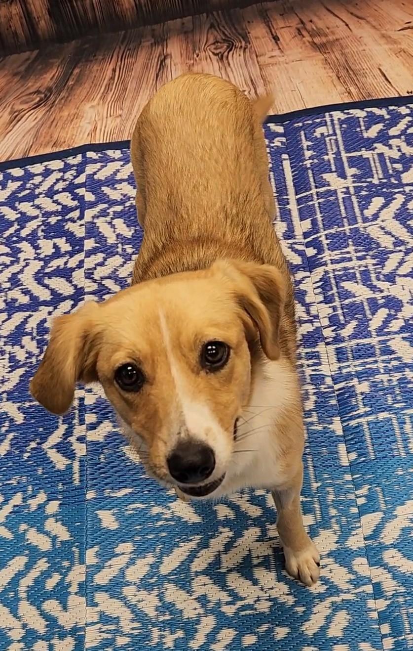 Toto, an adopted mixed breed in Neillsville, WI image 3/5