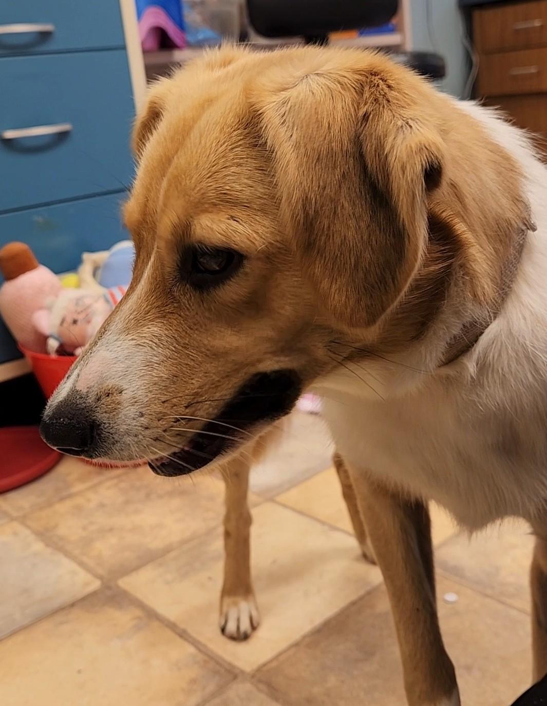 Toto, an adopted mixed breed in Neillsville, WI image 4/5