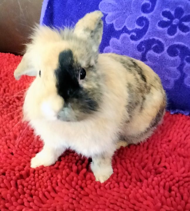 Mason, Adopted, Young Male Lop Eared & Lionhead.