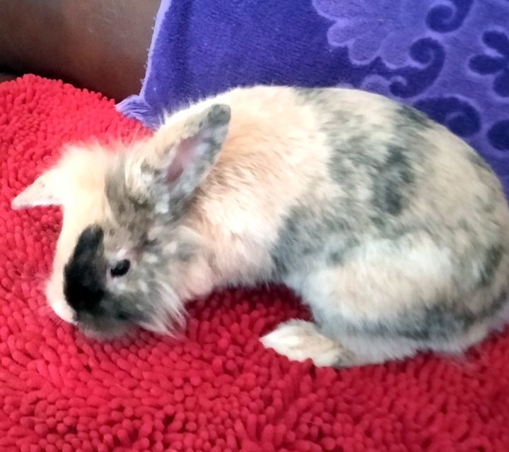 Enlarge Mason, a Adopted mixed breed in Garland, TX image 2/3