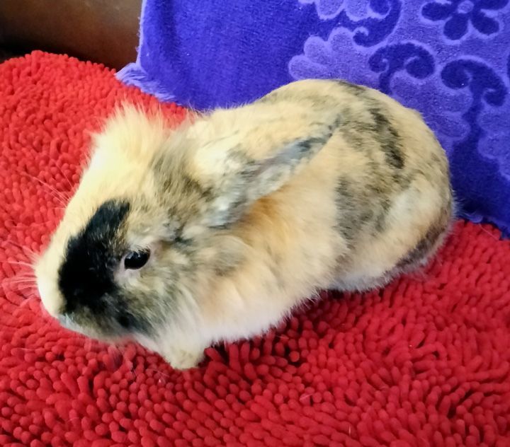 Enlarge Mason, a Adopted mixed breed in Garland, TX image 3/3