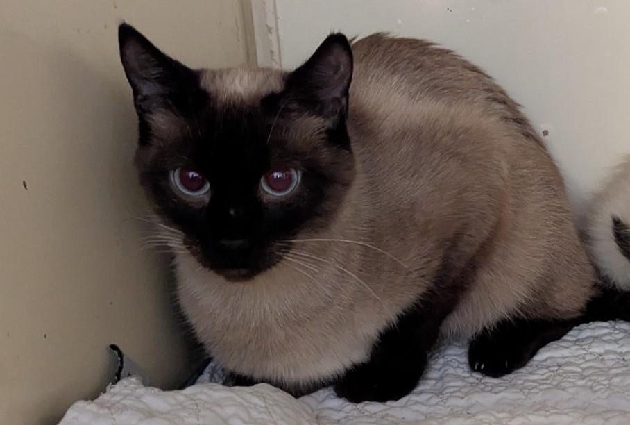 Buster Jane, Adopted, Young Female Siamese.