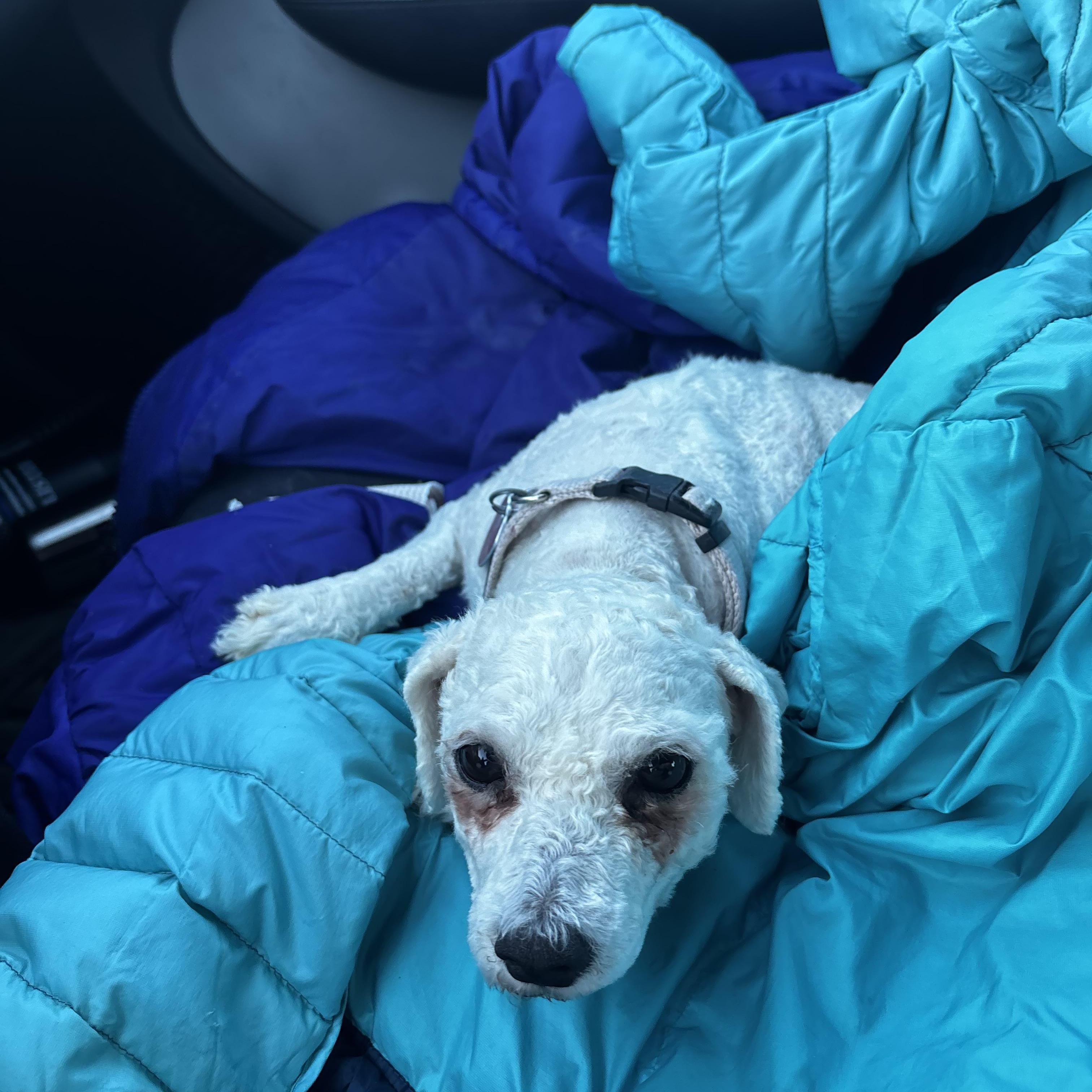 Dotty, ADOPTABLE, Senior Female Bichon Frise.