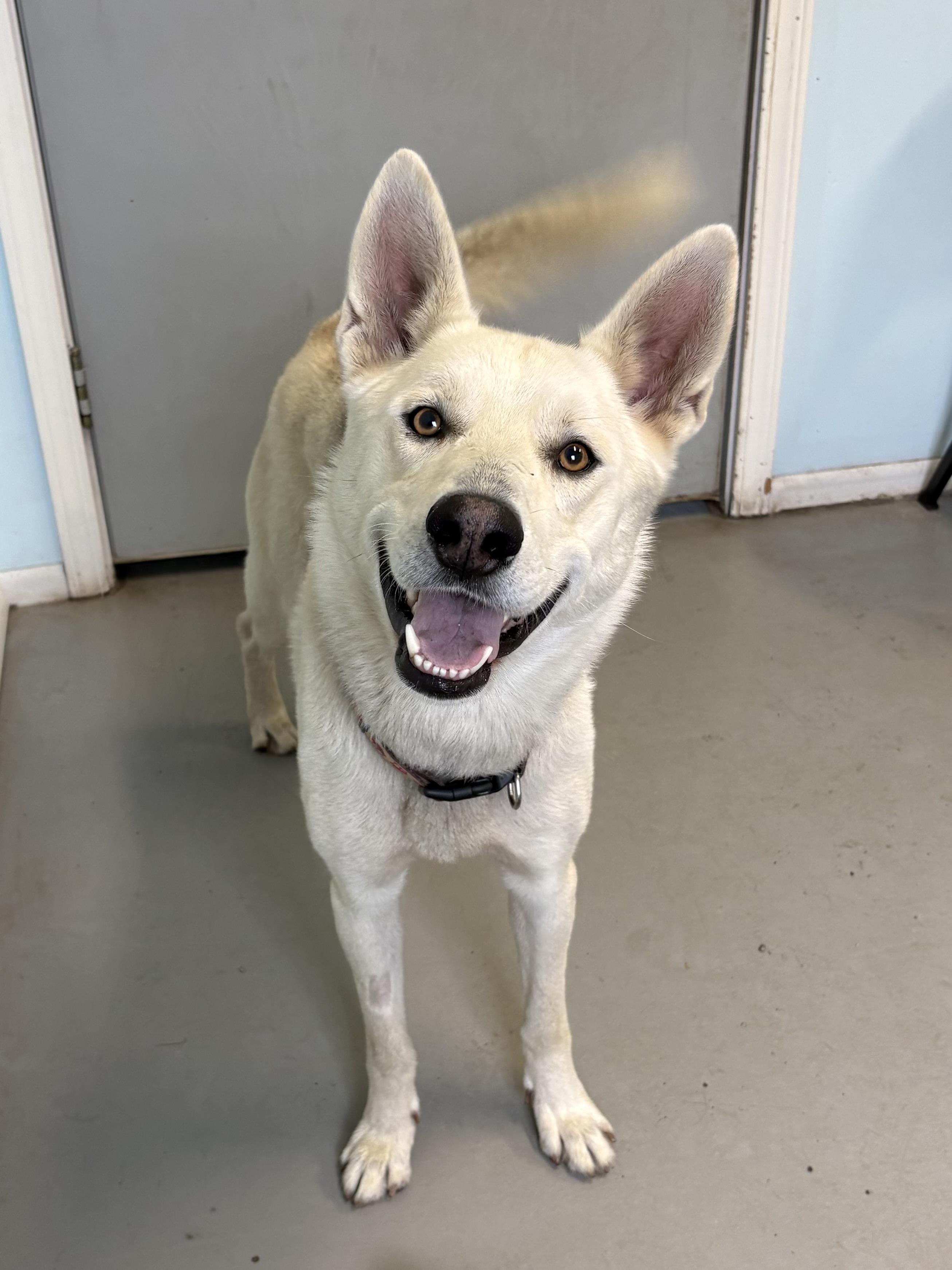 Wolowitz, Adoptable, Young Male Mixed Breed.