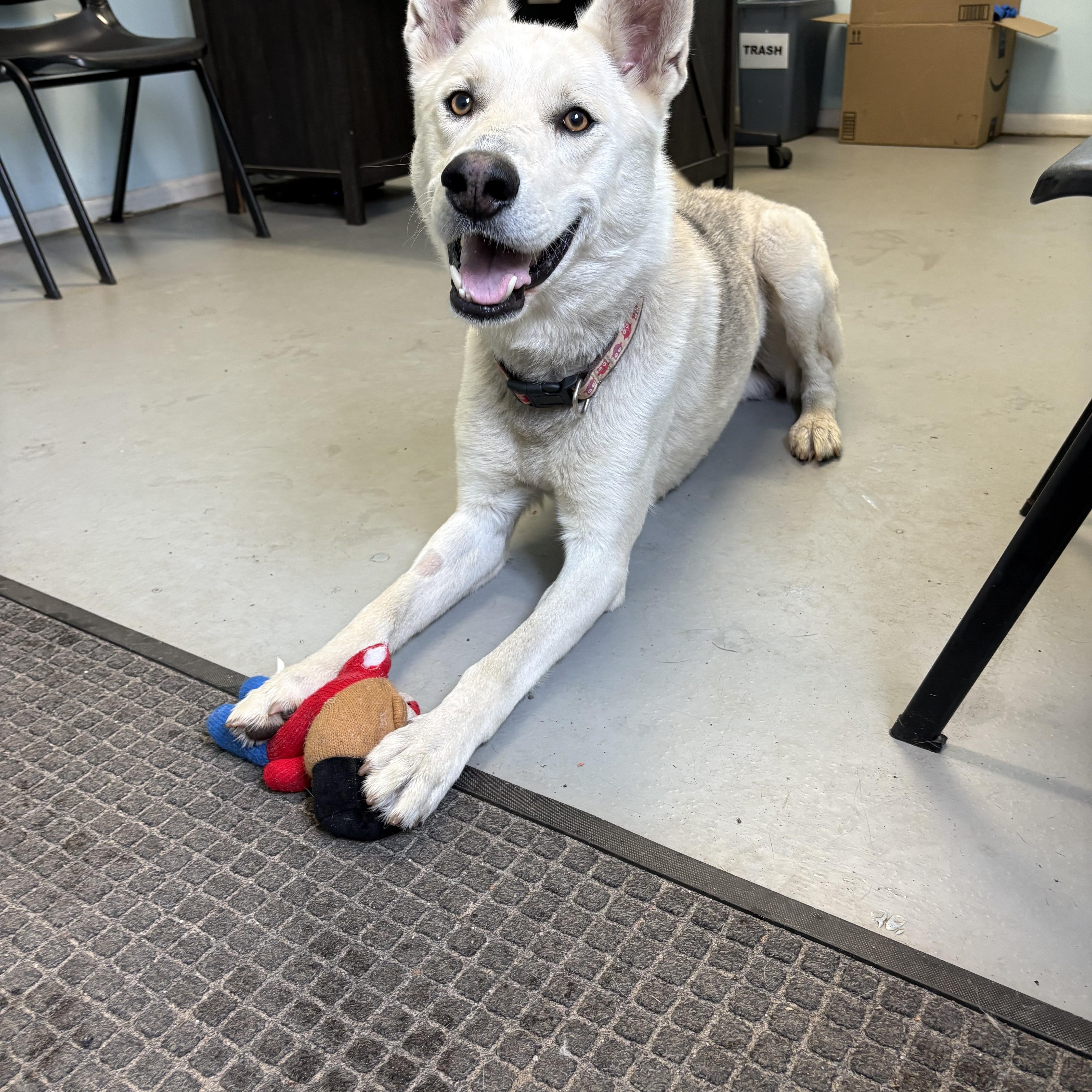 Enlarge Wolowitz, a Adoptable Mixed Breed in Big Rapids, MI image 2/2