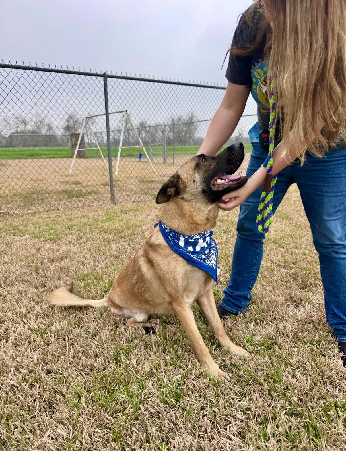 Enlarge Balto (Tripod), a ADOPTABLE mixed breed in Houston, TX image 6/6