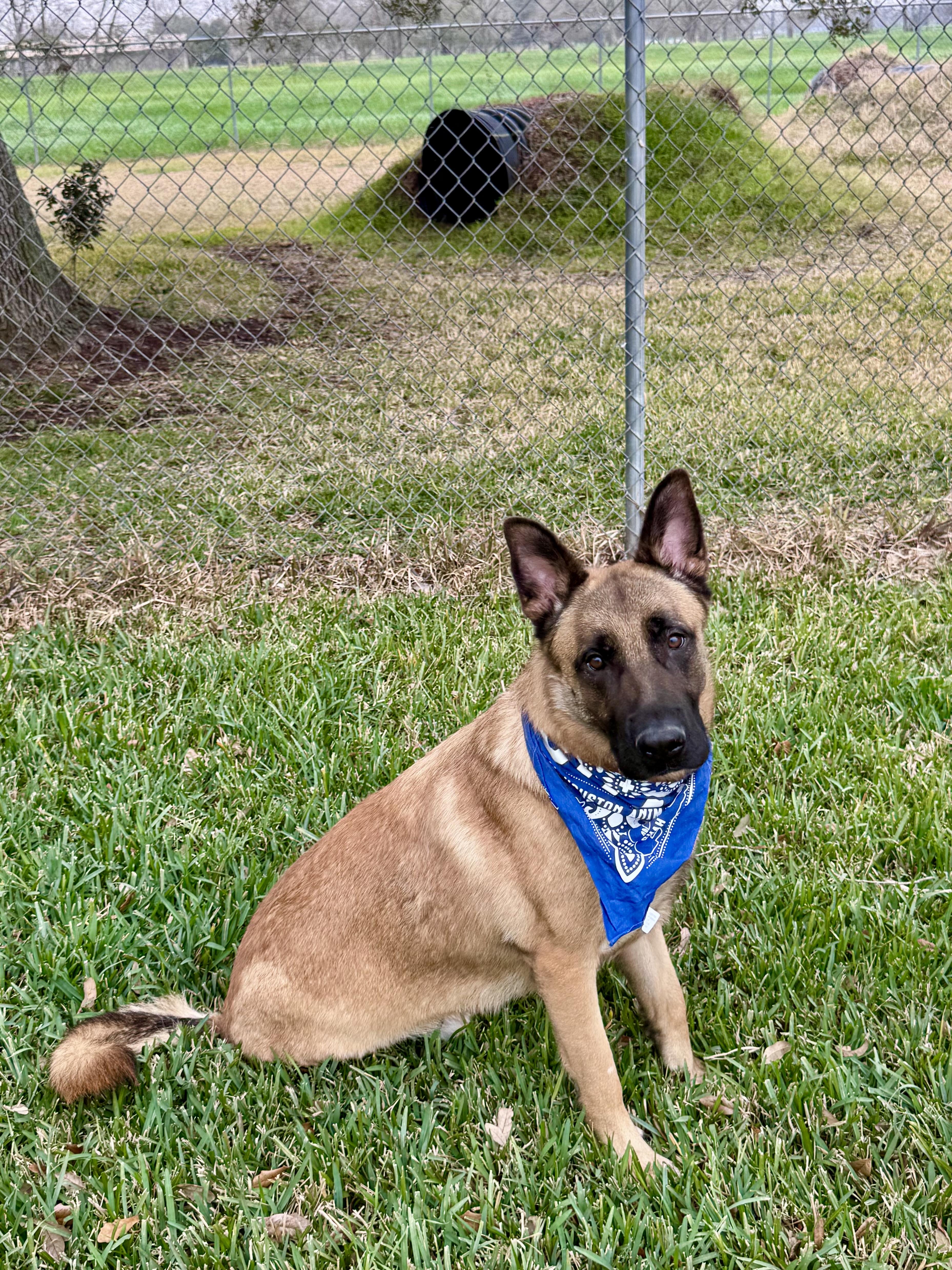 Enlarge Balto (Tripod), a ADOPTABLE mixed breed in Houston, TX image 2/6