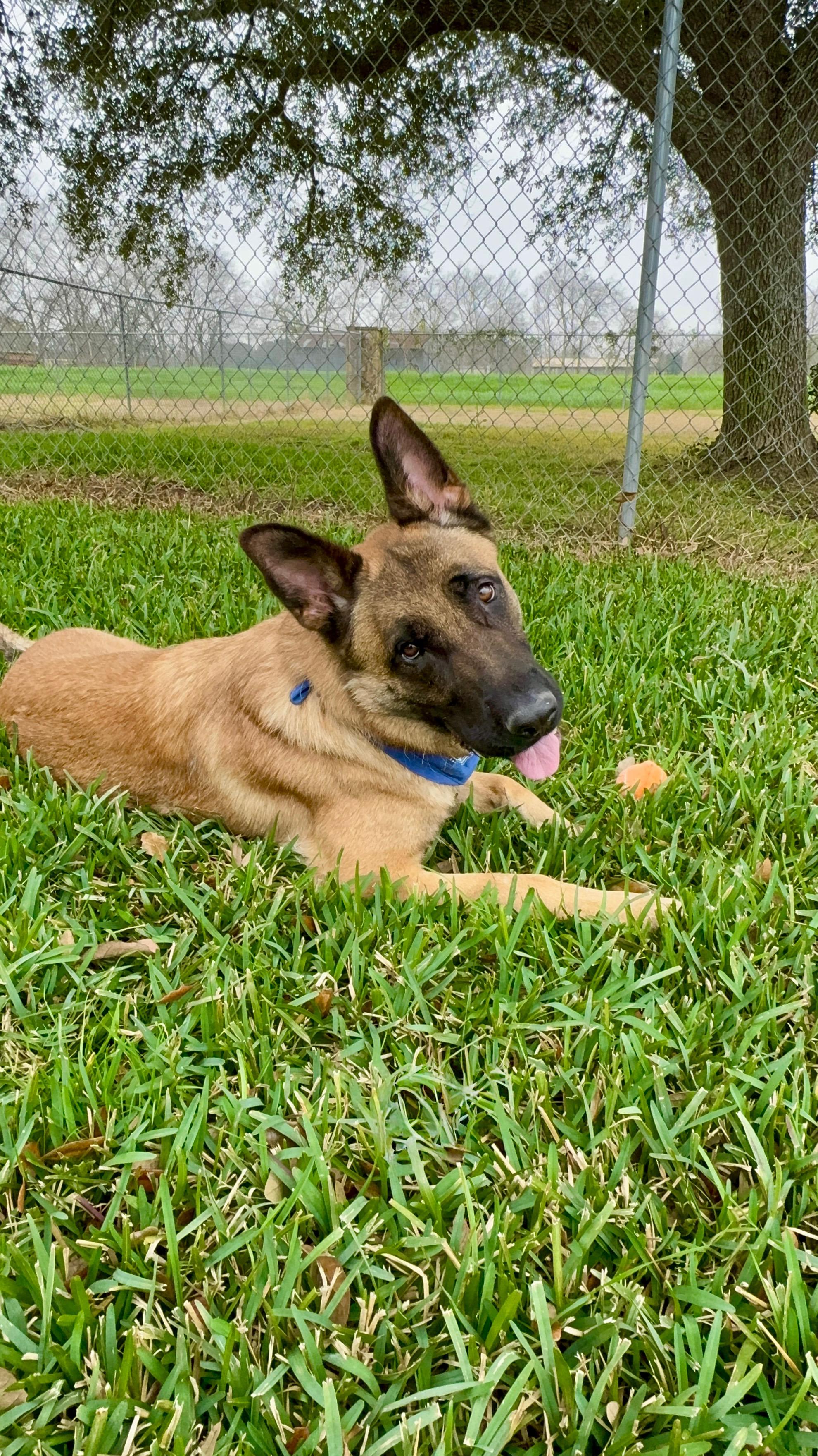 Enlarge Balto (Tripod), a ADOPTABLE mixed breed in Houston, TX image 3/6