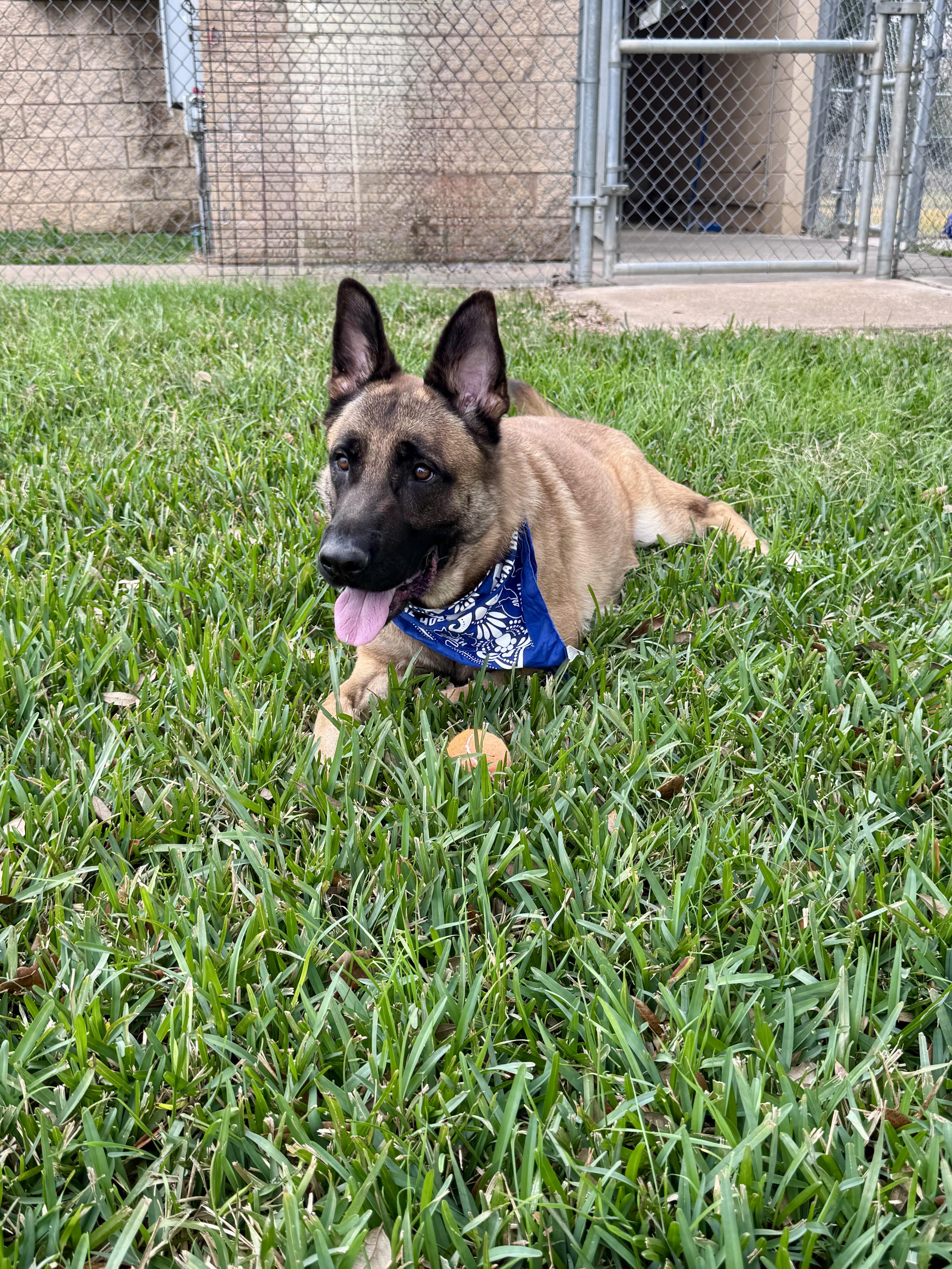 Enlarge Balto (Tripod), a ADOPTABLE mixed breed in Houston, TX image 5/6