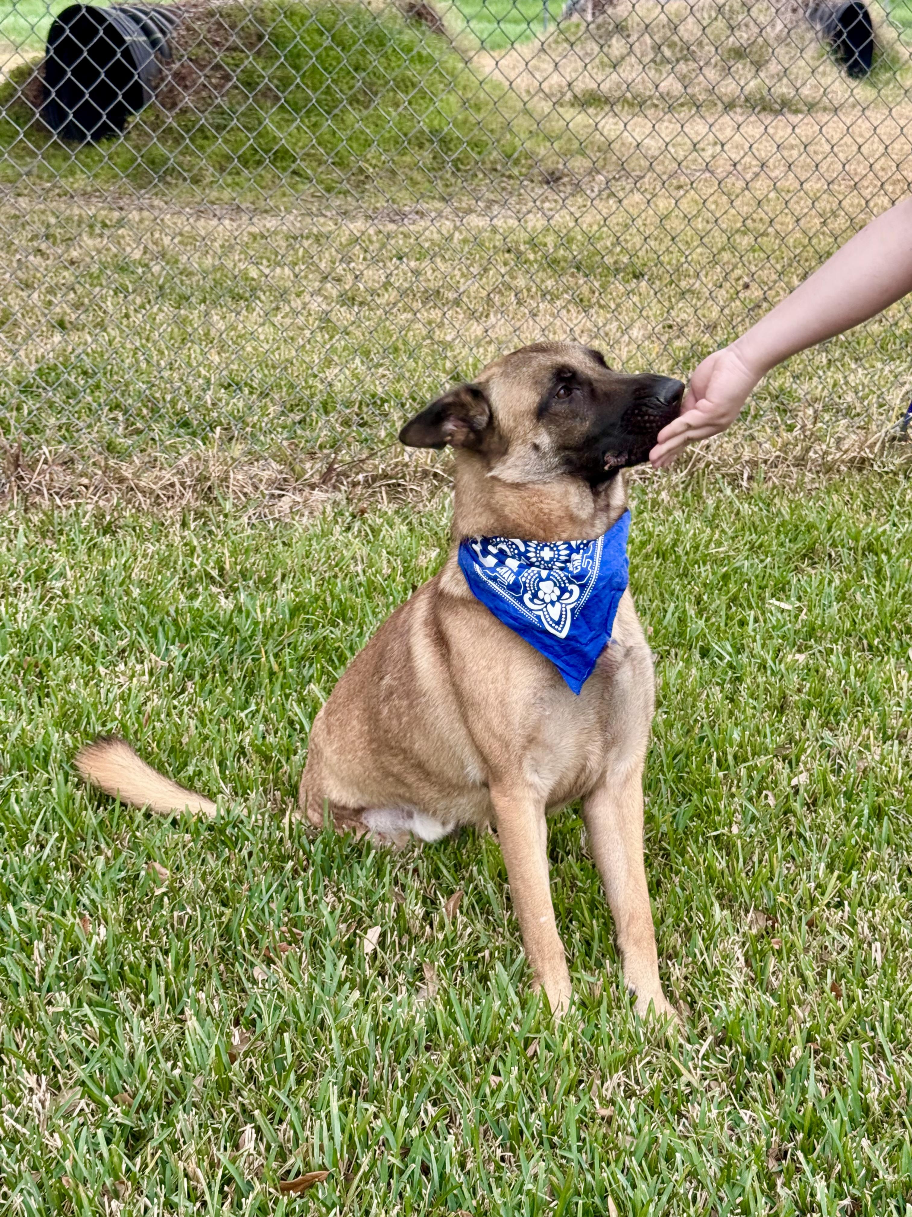 Enlarge Balto (Tripod), a ADOPTABLE mixed breed in Houston, TX image 4/6