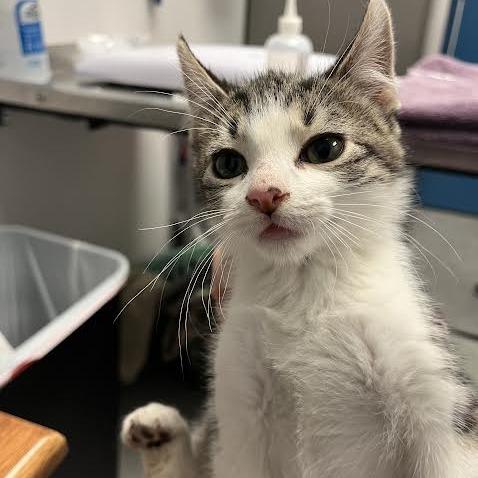 Jacoby, Adoptable, Kitten Male Domestic Short Hair.